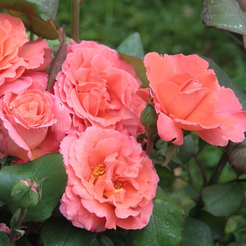 Gärtnerei - Rosa Christophe Colomb® - orange - teehybriden-edelrosen - diskret duftend - Alain Meilland - -